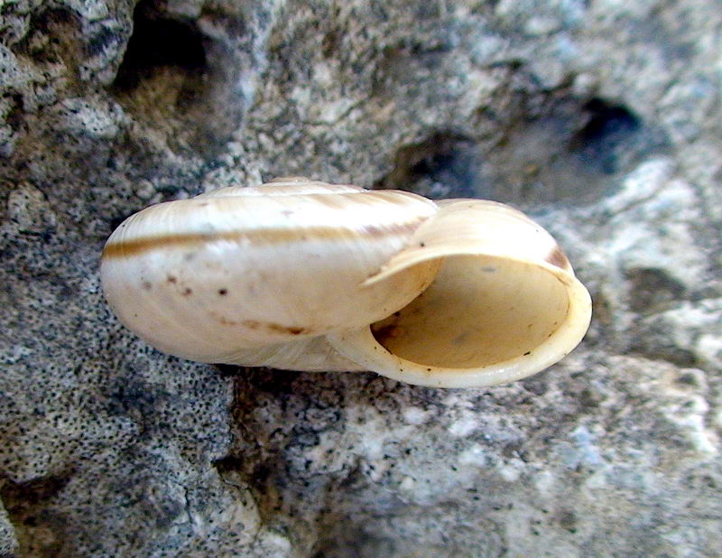 Chilostoma cingulatum infernale